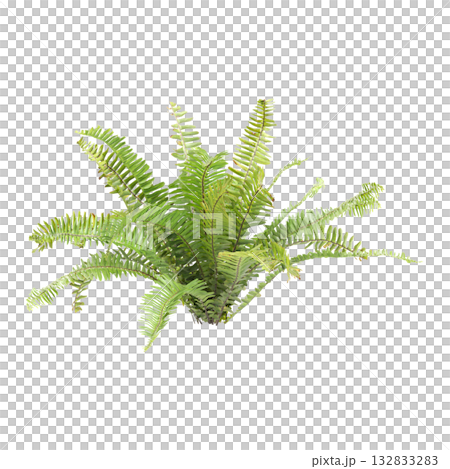 Nephrolepis exaltata plants 3d illustration on transparent background 132833283