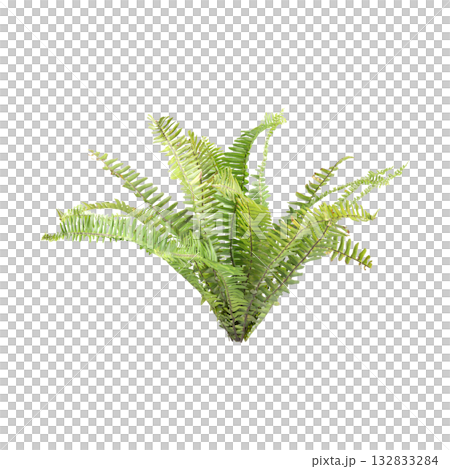 Nephrolepis exaltata plants 3d illustration on transparent background Nephrolepis exaltata plants 3d illustration on transparent background 132833284