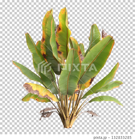 Ensete ventricosum Maurelii plants 3d illustration on transparent background 132833285