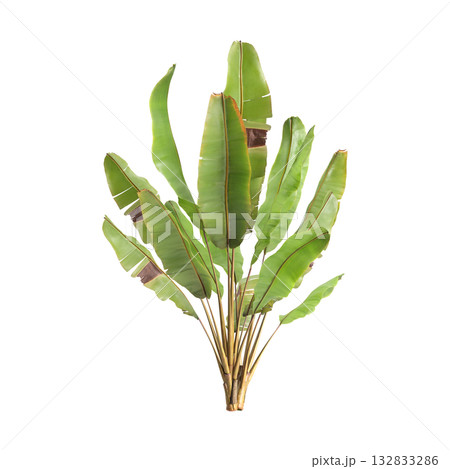 Ensete ventricosum Maurelii plants 3d illustration on transparent background 132833286