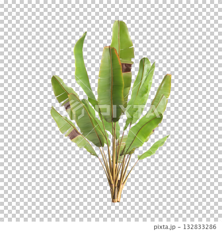 Ensete ventricosum Maurelii plants 3d illustration on transparent background 132833286