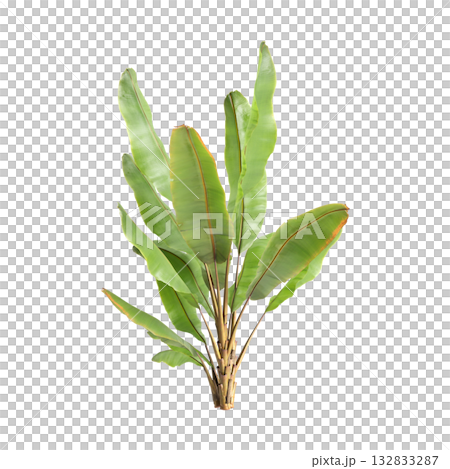 Ensete ventricosum Maurelii plants 3d illustration on transparent background 132833287