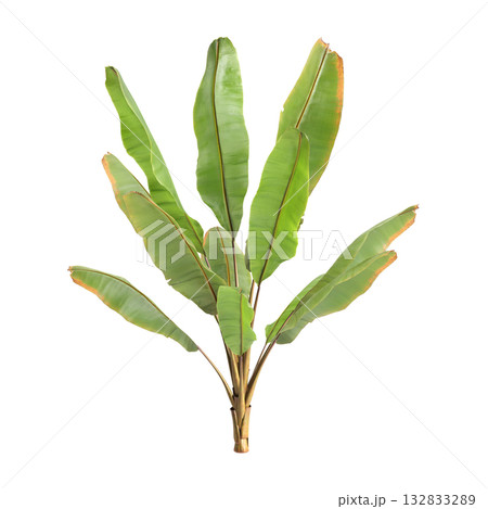 Ensete ventricosum Maurelii plants 3d illustration on transparent background Ensete ventricosum Maurelii plants 3d illustration on transparent background 132833289