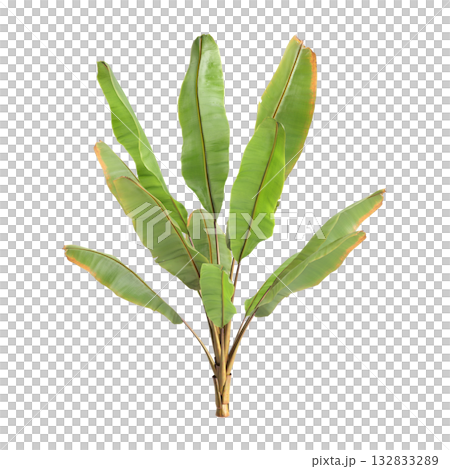 Ensete ventricosum Maurelii plants 3d illustration on transparent background Ensete ventricosum Maurelii plants 3d illustration on transparent background 132833289