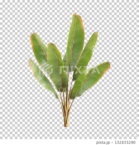 Ensete ventricosum Maurelii plants 3d illustration on transparent background Ensete ventricosum Maurelii plants 3d illustration on transparent background 132833290