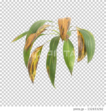 Curculigo orchioides plants 3d illustration on transparent background Curculigo orchioides plants 3d illustration on transparent background 132833292