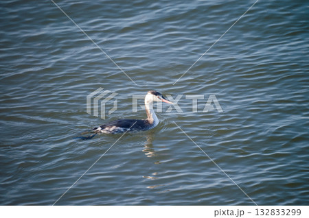 信濃川・やすらぎ堤の冠鳰(かんむりかいつぶり) 132833299