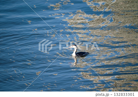 信濃川・やすらぎ堤の冠鳰(かんむりかいつぶり) 132833301