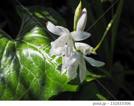シランのある風景 132833306
