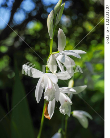 シランのある風景 132833307