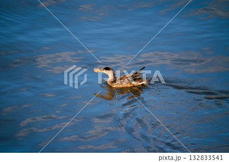 信濃川・やすらぎ堤の嘴広鴨(はしびろがも) 132833541