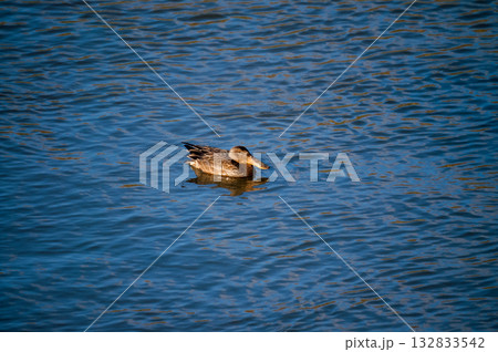 信濃川・やすらぎ堤の嘴広鴨(はしびろがも) 信濃川・やすらぎ堤の嘴広鴨(はしびろがも) 132833542