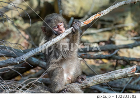 ヤクザル　かじる　世界自然遺産屋久島(春 132833582