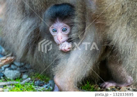 ヤクザル子ども　可愛い　世界自然遺産屋久島(春 132833695