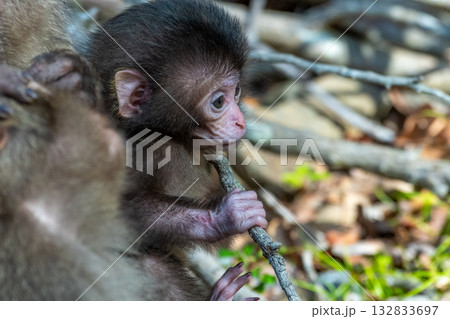 ヤクザル子ども　可愛い　世界自然遺産屋久島(春 132833697