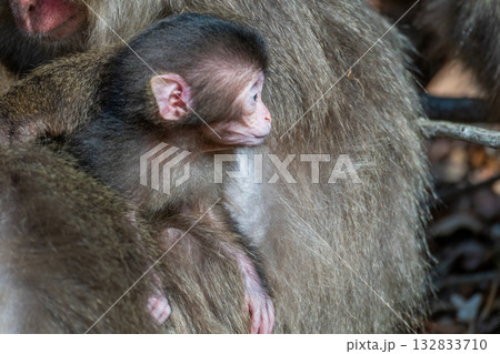 ヤクザル子ども 可愛い 世界自然遺産屋久島(春 ヤクザル子ども 可愛い 世界自然遺産屋久島(春 132833710