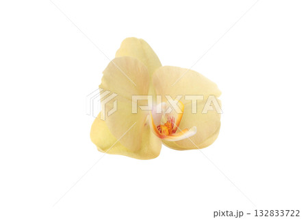 Yellow orchid blooms showcase nature's beauty, isolated on white, PNG 132833722