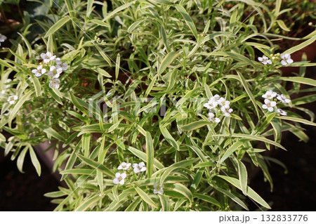 多年草の斑入りアリッサム 132833776