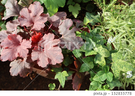 ヒューケラ、斑入りアリッサム、ヘデラ白雪姫の寄せ植えプランツ 132833778