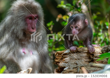 ヤクザル子ども　可愛い　世界自然遺産屋久島(春 132834008