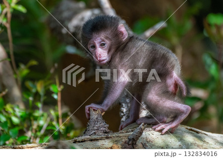 ヤクザル子ども　可愛い　世界自然遺産屋久島(春 132834016