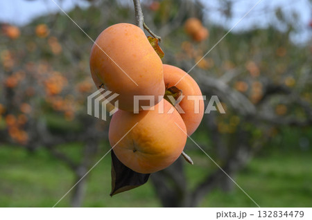 柿の木のある風景 果樹園 柿の木のある風景 果樹園 132834479