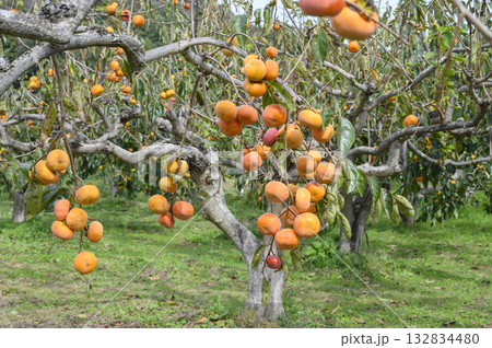 柿の木のある風景　果樹園 132834480