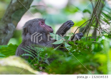 ヤクザル　採餌中　世界自然遺産屋久島(春 132834533
