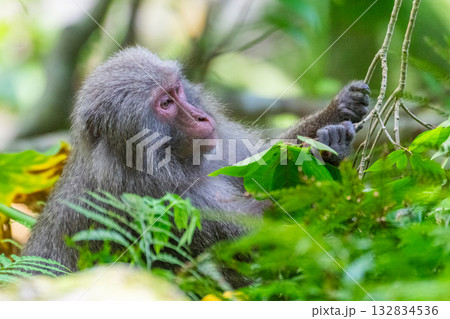 ヤクザル　採餌中　世界自然遺産屋久島(春 132834536