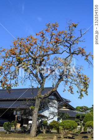 柿の木のある風景　 132834550