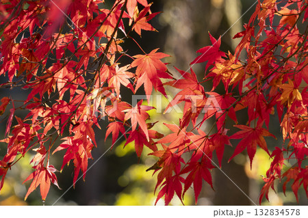 モミジの紅葉 132834578