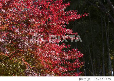 モミジの紅葉 132834579