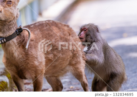 ヤクシカを追っ払うヤクザル 世界自然遺産屋久島(春 ヤクシカを追っ払うヤクザル 世界自然遺産屋久島(春 132834695