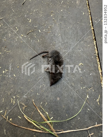 死んでいるネズミ 死んでいるネズミ 132834952