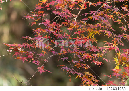 モミジの紅葉 モミジの紅葉 132835083