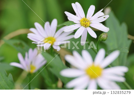 秋の野に咲くヨメナの花 秋の野に咲くヨメナの花 132835279