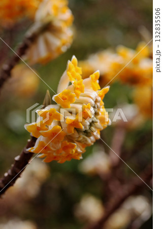 ミツマタの花 132835506