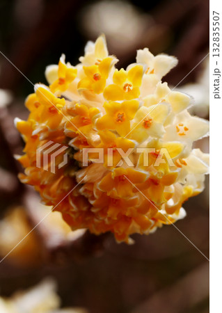 ミツマタの花 132835507