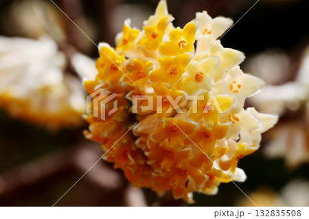 ミツマタの花 132835508