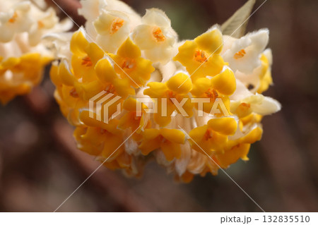 ミツマタの花 ミツマタの花 132835510