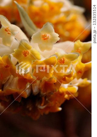 ミツマタの花 ミツマタの花 132835514