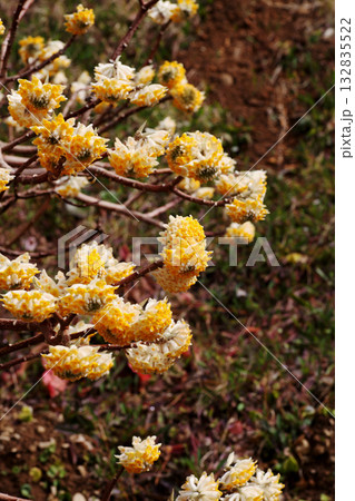 ミツマタの花 ミツマタの花 132835522