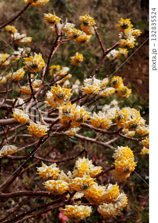 ミツマタの花 132835524