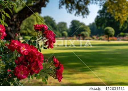 Blooming rose bushes in a tranquil botanical garden Blooming rose bushes in a tranquil botanical garden 132835581