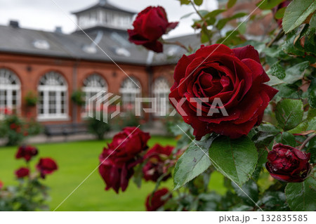 Blooming red roses in a vibrant botanical garden 132835585