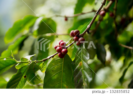 Farmer concept harvest fruit ripe coffee seed robusta arabica berry close up fresh green leaf bean picking orange crop red yellow berries raw plant tree farm growth blur background eco organic garden Farmer concept harvest fruit ripe coffee seed robusta arabica berry close up fresh green leaf bean picking orange crop red yellow berries raw plant tree farm growth blur background eco organic garden 132835852