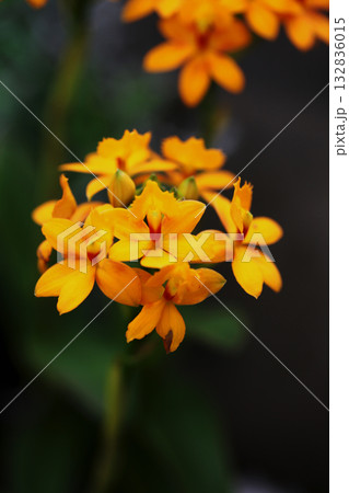 エピデンドラムの花 132836015