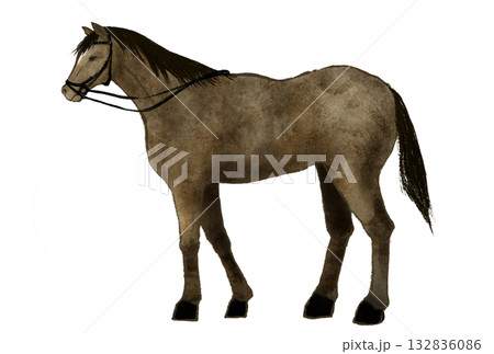手綱をつけた裸馬のイラスト　装具をつけていない馬の姿 132836086