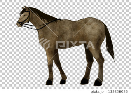 手綱をつけた裸馬のイラスト　装具をつけていない馬の姿 132836086