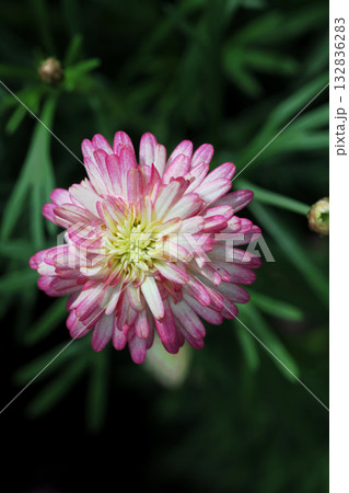 八重咲きマーガレット 八重咲きマーガレット 132836283